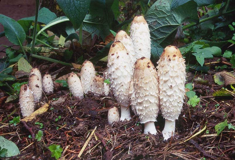 Coprinus comatus